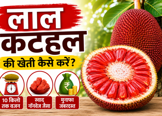 Lal Kathal Ki Kheti Kaise Kare