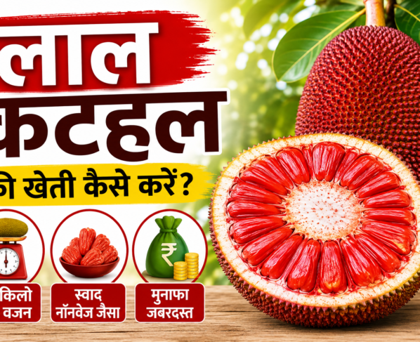 Lal Kathal Ki Kheti Kaise Kare
