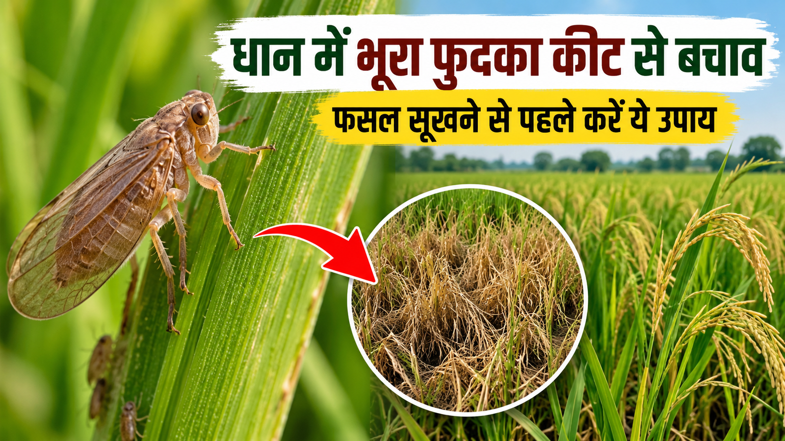 धान की खेती पर खतरा! फसल में पहुंचा भूरा फुदका कीट, पौधा सूखने से पहले ऐसे करें बचाव Dhaan Mein Bhura Fudka Keet Se Bachav