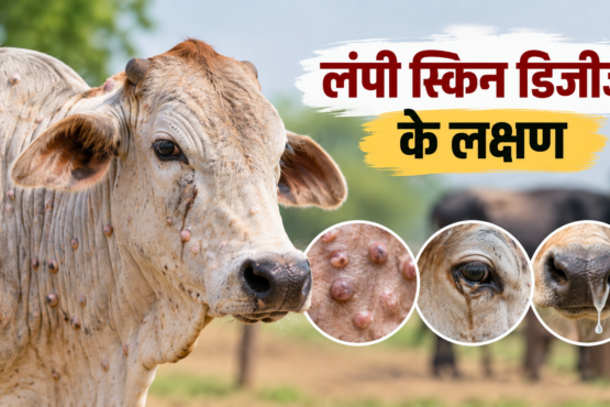 Lumpy Skin Disease Ke Lakshan