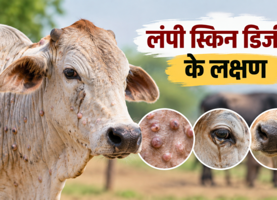 Lumpy Skin Disease Ke Lakshan