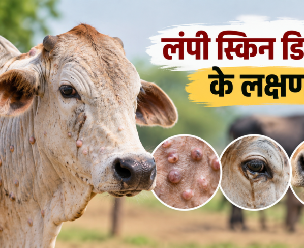 Lumpy Skin Disease Ke Lakshan