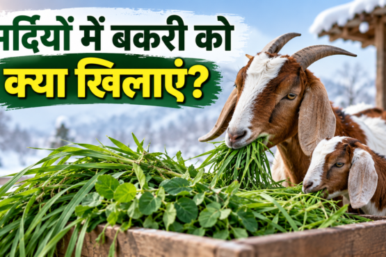 Sardiyon Mein Bakri Ko Kya Khilayein?
