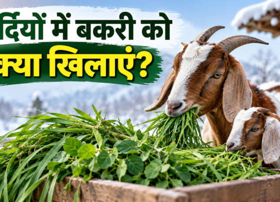 Sardiyon Mein Bakri Ko Kya Khilayein?