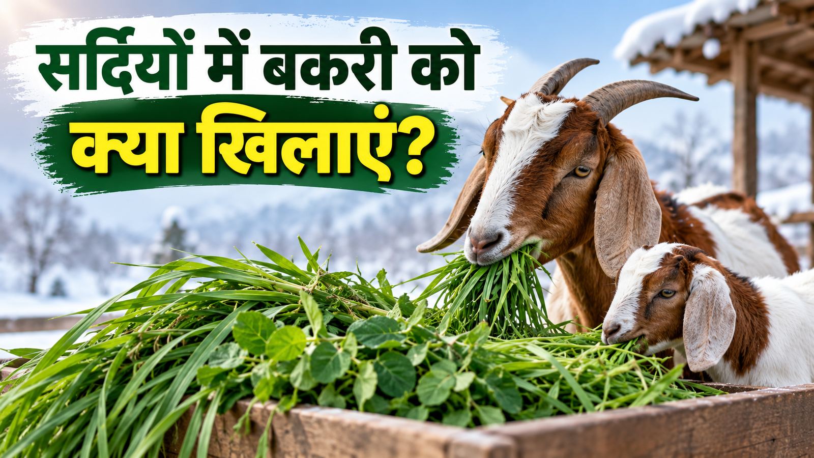 सर्दियों में बकरी को खिलाएं ये हरा चारा, बढ़ेगा दूध और मीट का उत्पादन Sardiyon Mein Bakri Ko Kya Khilayein?