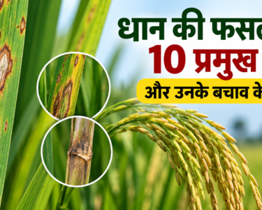 Dhan Ki Fasal Ke 10 Pramukh Rog Aur Unke Bachav Ke Upay