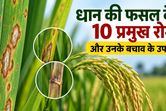 Dhan Ki Fasal Ke 10 Pramukh Rog Aur Unke Bachav Ke Upay