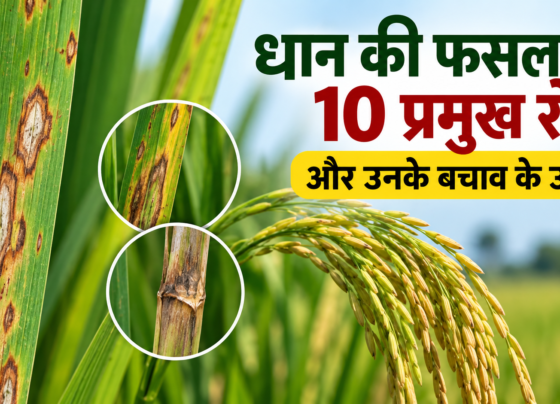 Dhan Ki Fasal Ke 10 Pramukh Rog Aur Unke Bachav Ke Upay