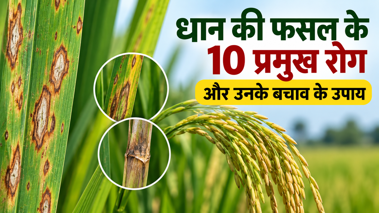 धान की फसल के 10 प्रमुख रोग और उनके बचाव के उपाय, जानें लक्षण Dhan Ki Fasal Ke 10 Pramukh Rog Aur Unke Bachav Ke Upay
