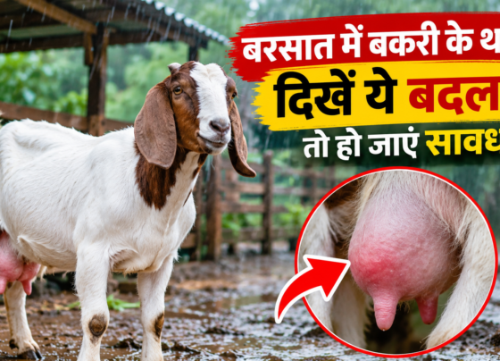 Bakri Mein Thanaila Rog Se Kaise Bachen