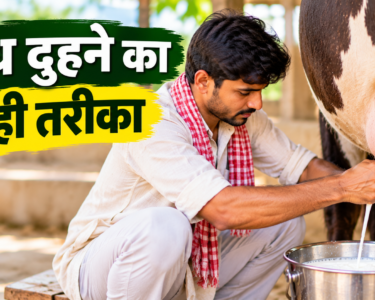 Doodh Duhne Ka Sahi Tarika