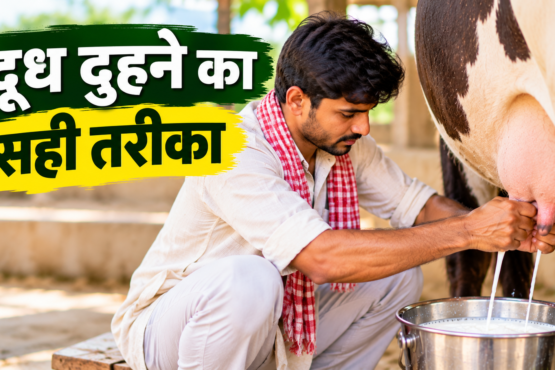 Doodh Duhne Ka Sahi Tarika