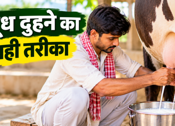 Doodh Duhne Ka Sahi Tarika