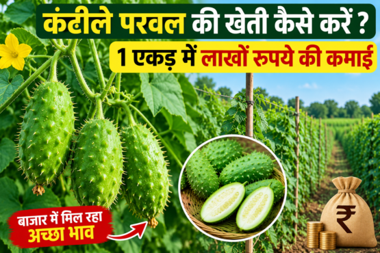 Kantile Parval Ki Kheti Kaise Kare