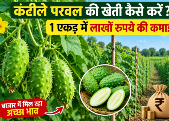 Kantile Parval Ki Kheti Kaise Kare