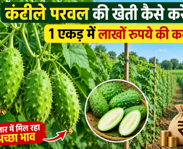 Kantile Parval Ki Kheti Kaise Kare