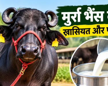 Murrah Bhains Ki Khaasiyat Aur Fayde