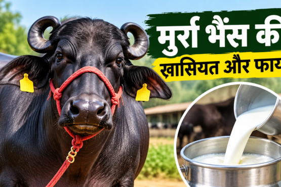 Murrah Bhains Ki Khaasiyat Aur Fayde