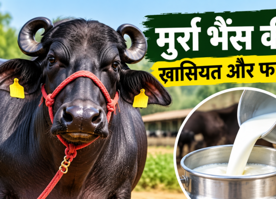 Murrah Bhains Ki Khaasiyat Aur Fayde