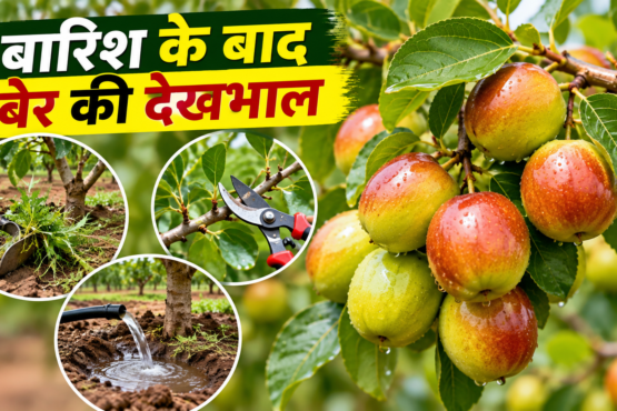 Barish Ke Baad Ber Ki Dekhbhal