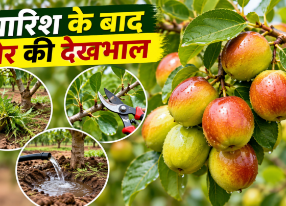 Barish Ke Baad Ber Ki Dekhbhal