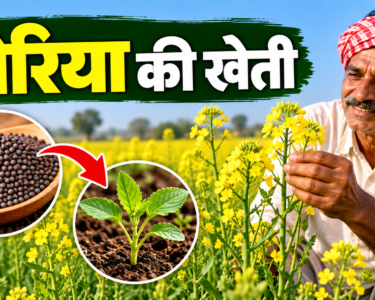 Toriya Ki Kheti