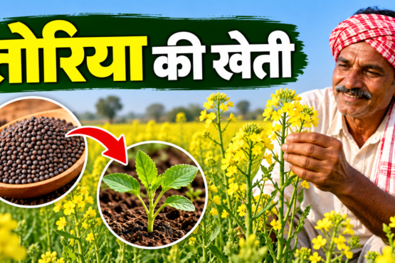 Toriya Ki Kheti