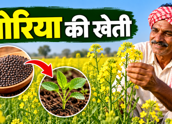 Toriya Ki Kheti