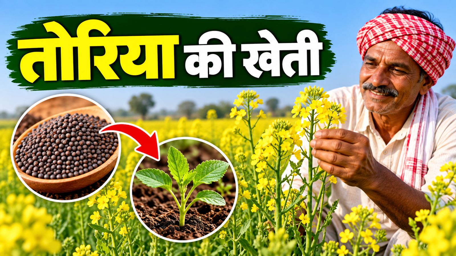Toriya Ki Kheti: रबी सीजन में कम लागत और कम समय सिर्फ 90 दिनों में तैयार होगी तोरिया की फसल