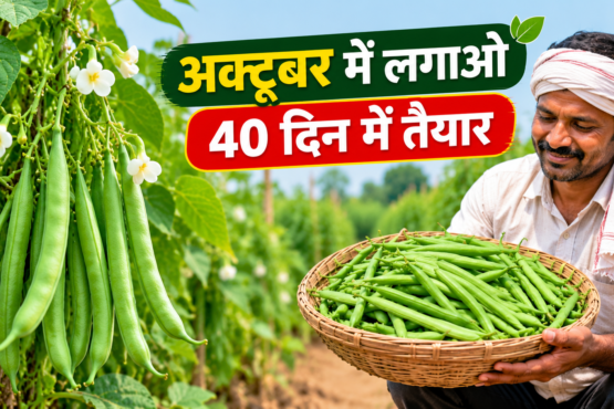 French Beans Ki Kheti Kaise Karein