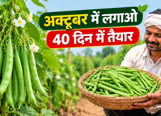 French Beans Ki Kheti Kaise Karein