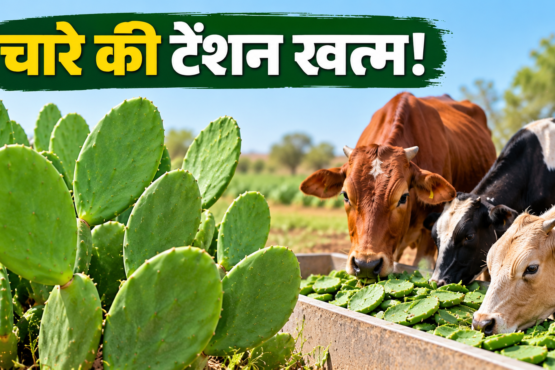 Kam Pani Mein Bina Kanton Wala Cactus Kaise Ugaye