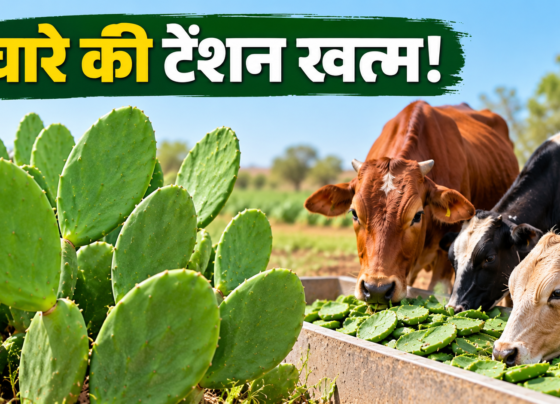 Kam Pani Mein Bina Kanton Wala Cactus Kaise Ugaye