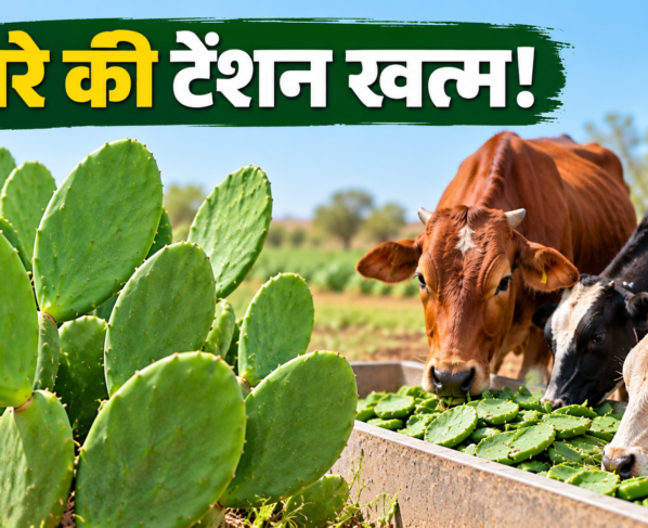 Kam Pani Mein Bina Kanton Wala Cactus Kaise Ugaye