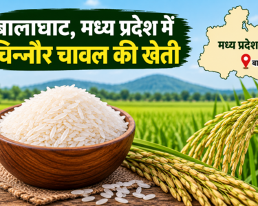 Balaghat Madhya Pradesh Mein Chinnor Rice Ki Kheti