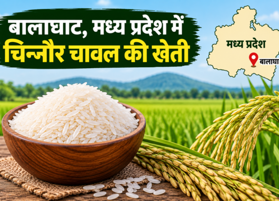 Balaghat Madhya Pradesh Mein Chinnor Rice Ki Kheti