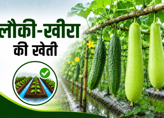 Barish Mein Lauki Kheera Ki Kheti