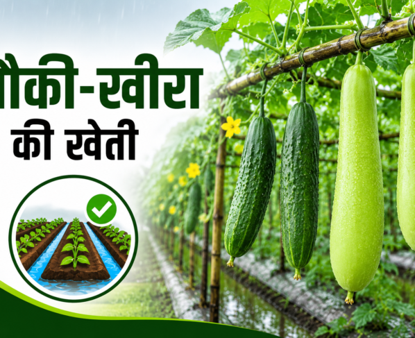Barish Mein Lauki Kheera Ki Kheti
