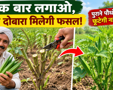 Bhindi Ke Purane Paudhe Se Dobara Fasal Kaise Le
