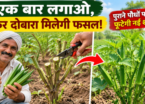 Bhindi Ke Purane Paudhe Se Dobara Fasal Kaise Le