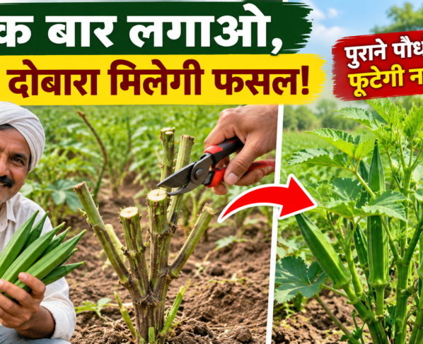 Bhindi Ke Purane Paudhe Se Dobara Fasal Kaise Le