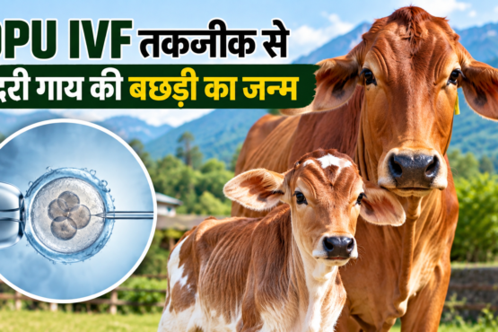 OPU IVF Technique Se Badri Gay Ki Bachhdi Ka Janm