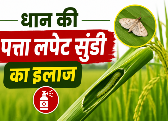 Dhaan Ki Patta Lapet Sundi Ka Ilaj