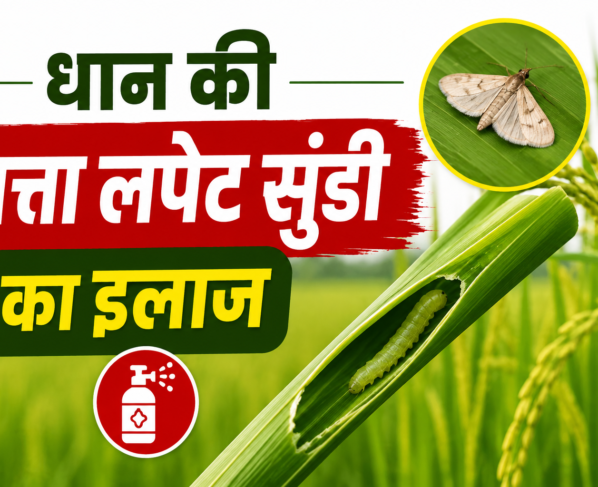 Dhaan Ki Patta Lapet Sundi Ka Ilaj