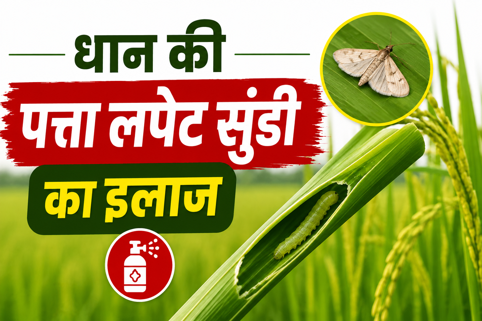 धान की पत्ता लपेट सुंडी का सटीक इलाज,समय पर करें ये काम, बचेगा खर्च और बढ़ेगा उत्पादन Dhaan Ki Patta Lapet Sundi Ka Ilaj