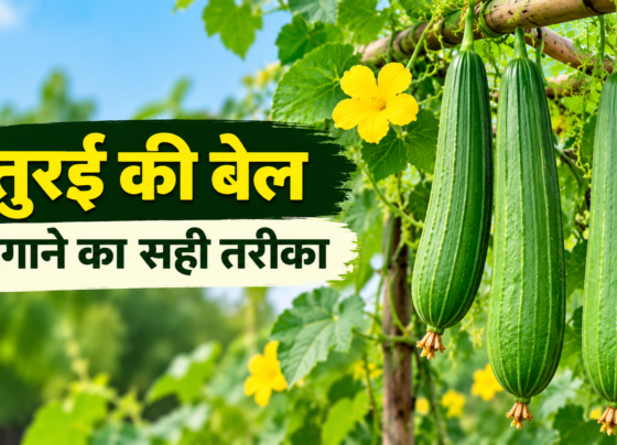 Turai Ki Bel Lagane Ka Sahi Tarika