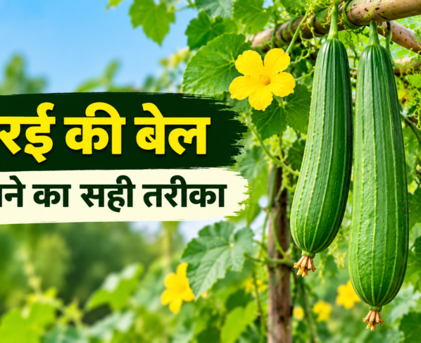 Turai Ki Bel Lagane Ka Sahi Tarika