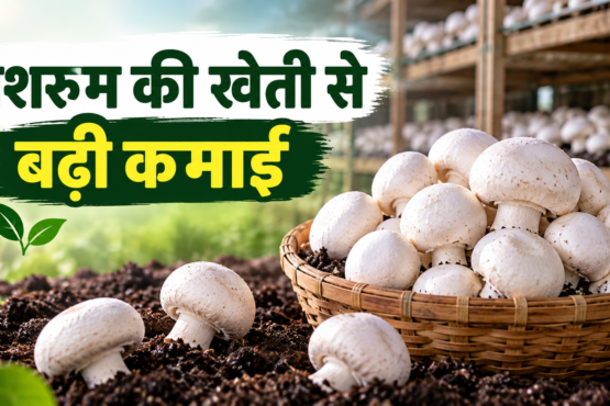 Chandrika Mandal Mushroom Farming Success Story