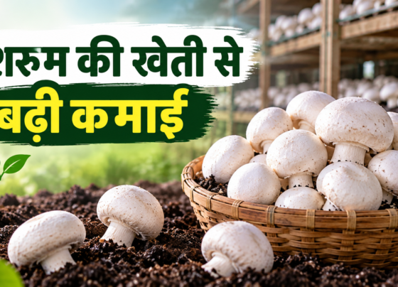 Chandrika Mandal Mushroom Farming Success Story