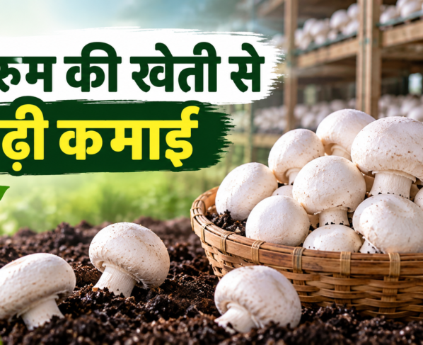 Chandrika Mandal Mushroom Farming Success Story